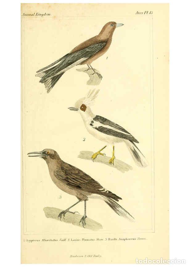 Colecionismo de Revistas e Jornais: Reproducci&oacute;n/Reproduction 6026170436: The animal kingdom, arranged according to its organization, se