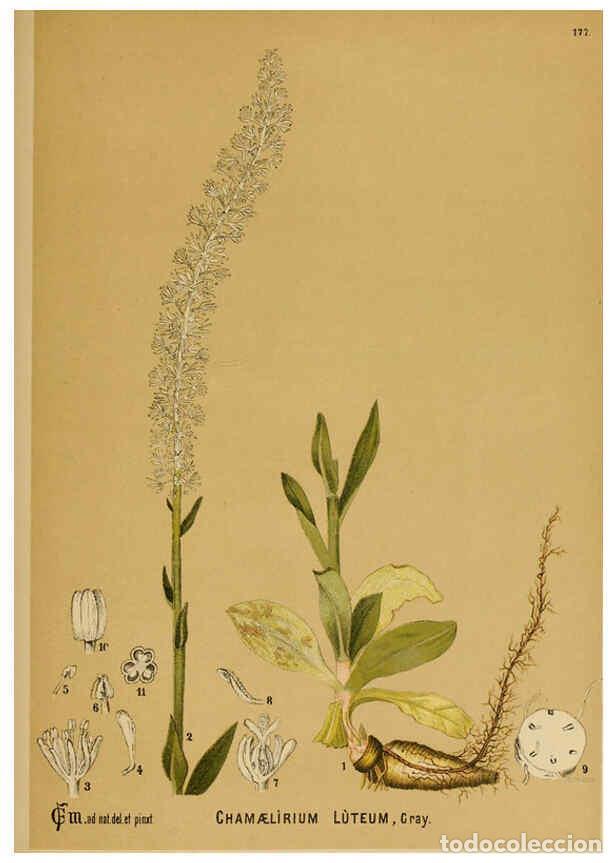 Colecionismo de Revistas e Jornais: Reproducci&oacute;n/Reproduction 6025444839: American medicinal plants New York,Boericke & Tafel,c1887 - Ch