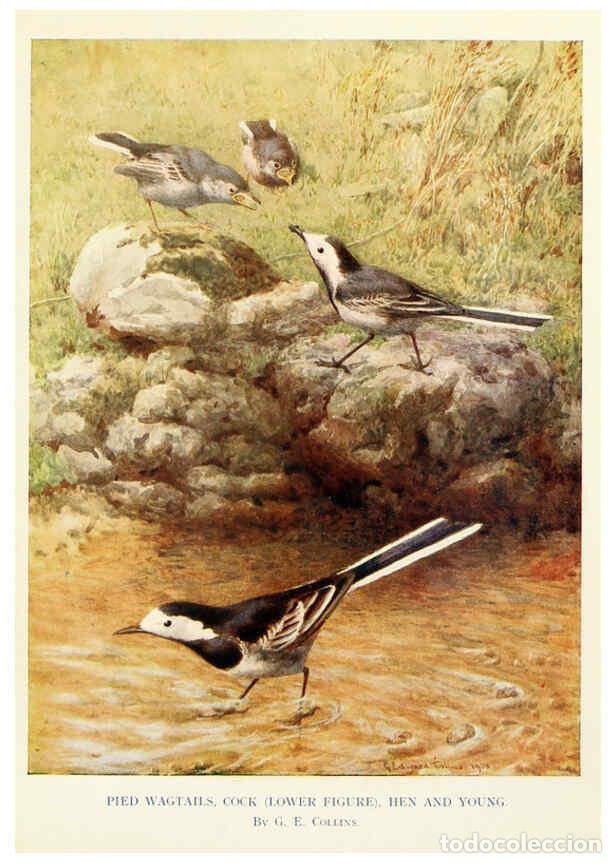 Sammeln von Zeitschriften und Zeitungen: Reproducci&oacute;n/Reproduction 6026039812: Birds through the year London,T.C. and E.C. Jack, ltd.[1922] -