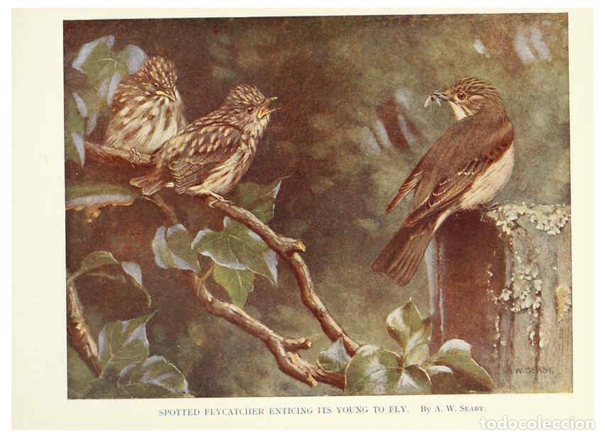 Coleccionismo de Revistas y Peri&oacute;dicos: Reproducci&oacute;n/Reproduction 6025489523: Birds through the year London,T.C. and E.C. Jack, ltd.[1922] -