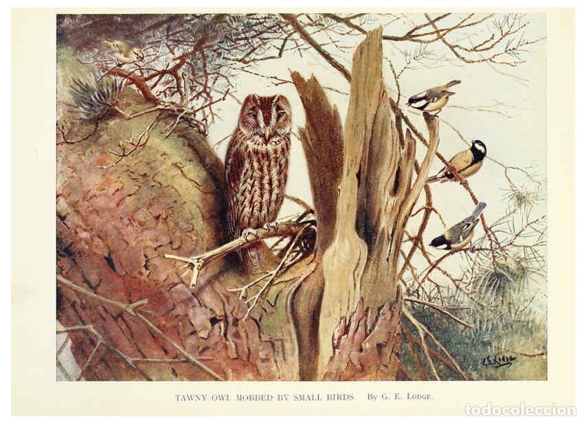 Sammeln von Zeitschriften und Zeitungen: Reproducci&oacute;n/Reproduction 6025491141: Birds through the year London,T.C. and E.C. Jack, ltd.[1922] -