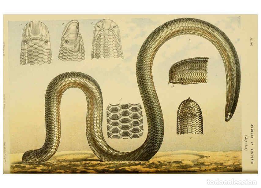 Collectionnisme de Revues et Journaux: Reproducci&oacute;n/Reproduction 6007965701: Natural history of Victoria. Dec.11-15 Melbourne,J.Ferres, gov