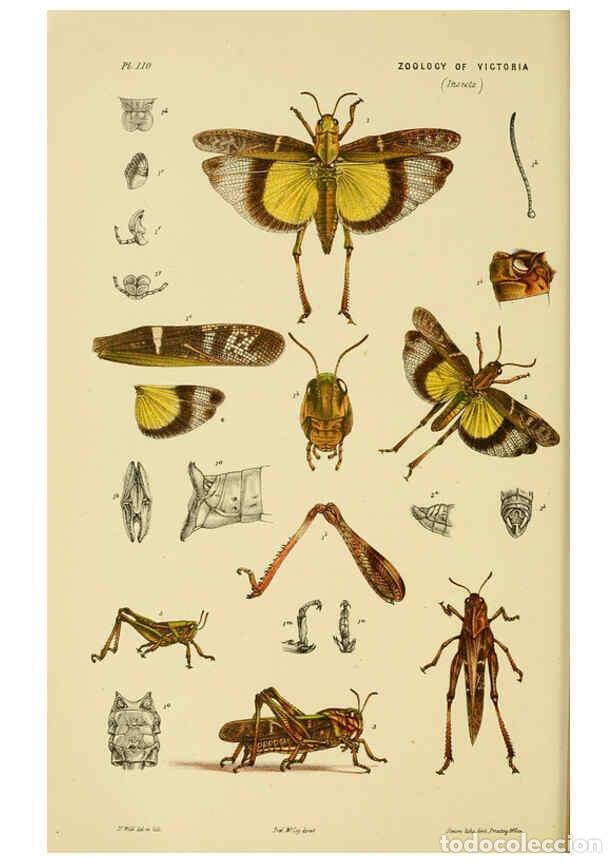 Collectionnisme de Revues et Journaux: Reproducci&oacute;n/Reproduction 6008514234: Natural history of Victoria. Dec.11-15 Melbourne,J.Ferres, gov