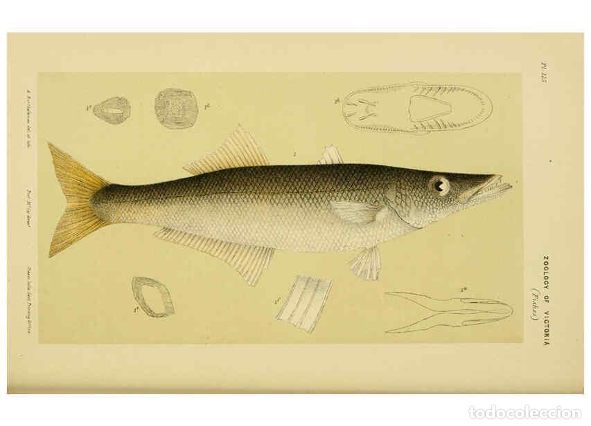 Collectionnisme de Revues et Journaux: Reproducci&oacute;n/Reproduction 6007967093: Natural history of Victoria. Dec.11-15 Melbourne,J.Ferres, gov