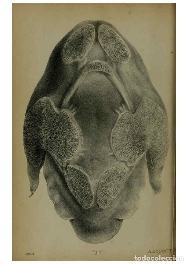 Collectionnisme de Revues et Journaux: Reproducci&oacute;n/Reproduction 6006199960: Proceedings of the Zoological Society of London. 1860. London