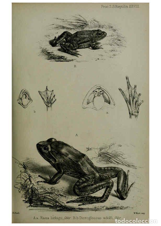 Collectionnisme de Revues et Journaux: Reproducci&oacute;n/Reproduction 6006206254: Proceedings of the Zoological Society of London. 1860. London