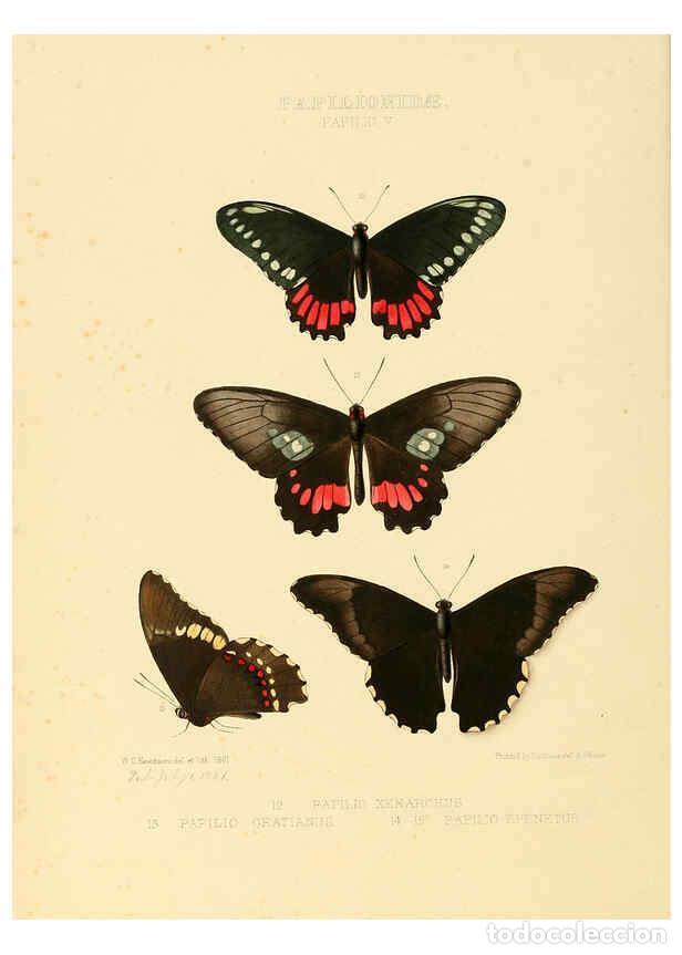 Collectionnisme de Revues et Journaux: Reproducci&oacute;n/Reproduction 6005587569: Illustrations of new species of exotic butterflies v.1 London