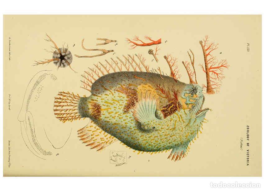 Collectionnisme de Revues et Journaux: Reproducci&oacute;n/Reproduction 6007968359: Natural history of Victoria. Dec.11-15 Melbourne,J.Ferres, gov