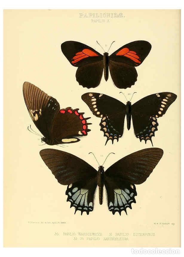 Collectionnisme de Revues et Journaux: Reproducci&oacute;n/Reproduction 6005589231: Illustrations of new species of exotic butterflies v.1 London