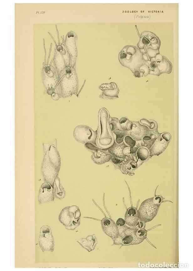 Collectionnisme de Revues et Journaux: Reproducci&oacute;n/Reproduction 6007969111: Natural history of Victoria. Dec.11-15 Melbourne,J.Ferres, gov