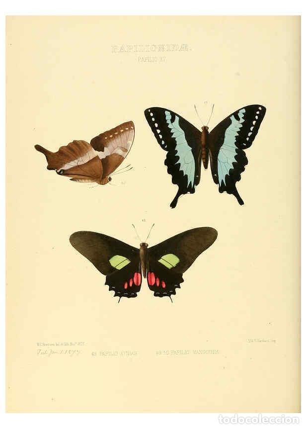 Collectionnisme de Revues et Journaux: Reproducci&oacute;n/Reproduction 6005590767: Illustrations of new species of exotic butterflies v.1 London