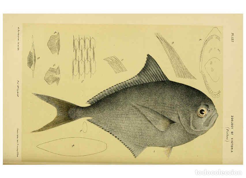 Collectionnisme de Revues et Journaux: Reproducci&oacute;n/Reproduction 6007969819: Natural history of Victoria. Dec.11-15 Melbourne,J.Ferres, gov