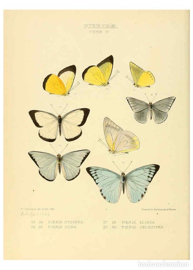 Collectionnisme de Revues et Journaux: Reproducci&oacute;n/Reproduction 6006134916: Illustrations of new species of exotic butterflies v.1 London