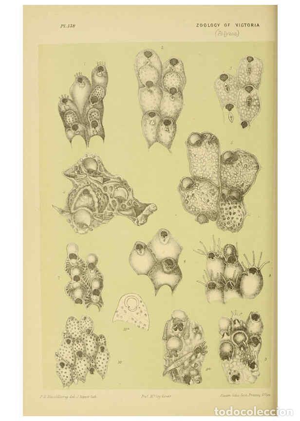 Collectionnisme de Revues et Journaux: Reproducci&oacute;n/Reproduction 6007970585: Natural history of Victoria. Dec.11-15 Melbourne,J.Ferres, gov