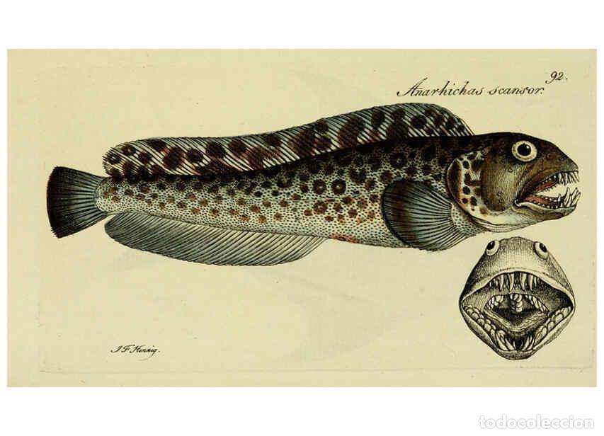 Collectionnisme de Revues et Journaux: Reproducci&oacute;n/Reproduction 6006036034: M.E. Blochii ... Systema ichthyologiae iconibus CX illustratum