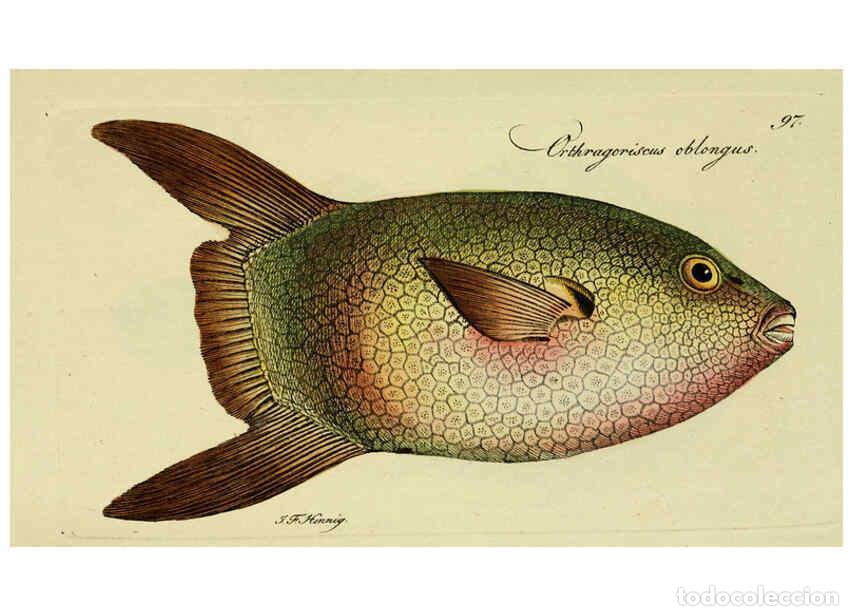 Collectionnisme de Revues et Journaux: Reproducci&oacute;n/Reproduction 6005494907: M.E. Blochii ... Systema ichthyologiae iconibus CX illustratum