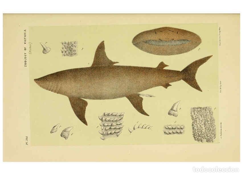 Collectionnisme de Revues et Journaux: Reproducci&oacute;n/Reproduction 6008513658: Natural history of Victoria. Dec.11-15 Melbourne,J.Ferres, gov