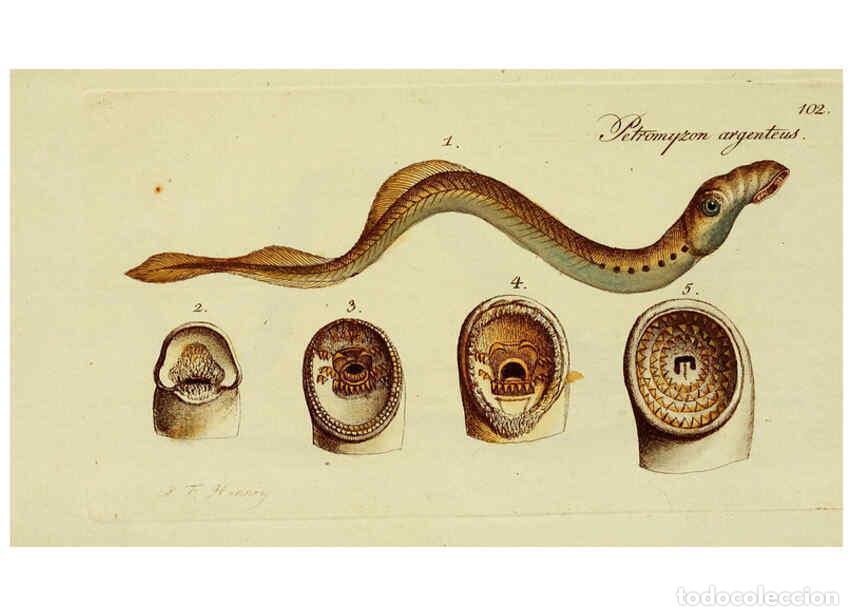 Collectionnisme de Revues et Journaux: Reproducci&oacute;n/Reproduction 6005496625: M.E. Blochii ... Systema ichthyologiae iconibus CX illustratum