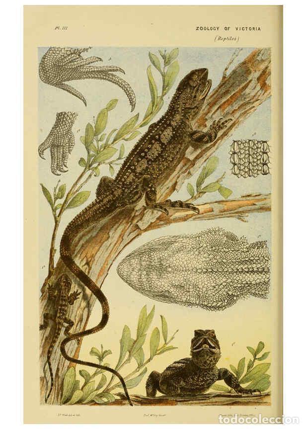 Collectionnisme de Revues et Journaux: Reproducci&oacute;n/Reproduction 6007966545: Natural history of Victoria. Dec.11-15 Melbourne,J.Ferres, gov