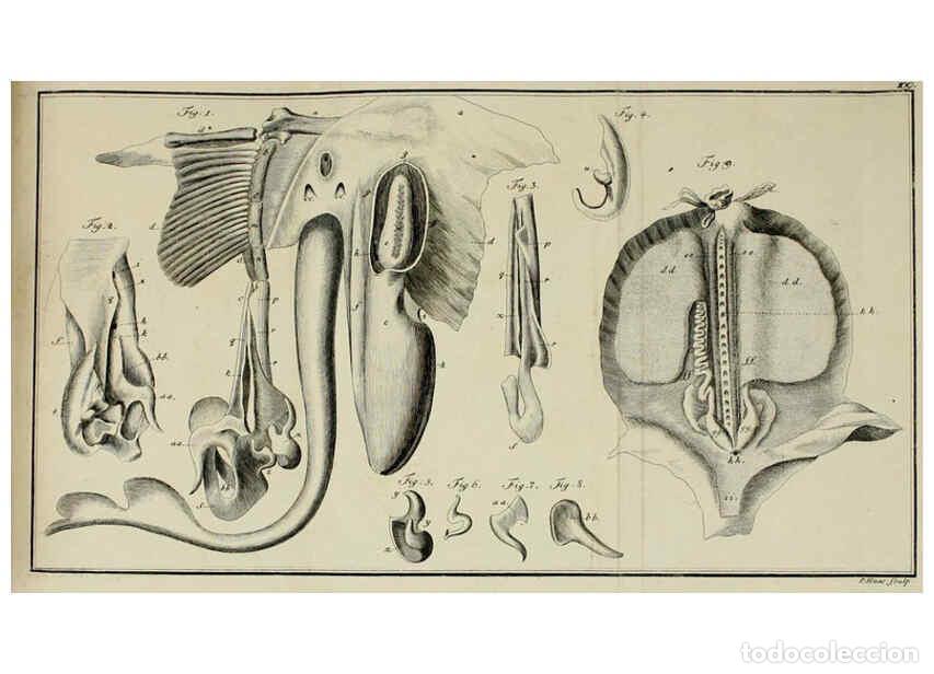 Collectionnisme de Revues et Journaux: Reproducci&oacute;n/Reproduction 6005498413: M.E. Blochii ... Systema ichthyologiae iconibus CX illustratum