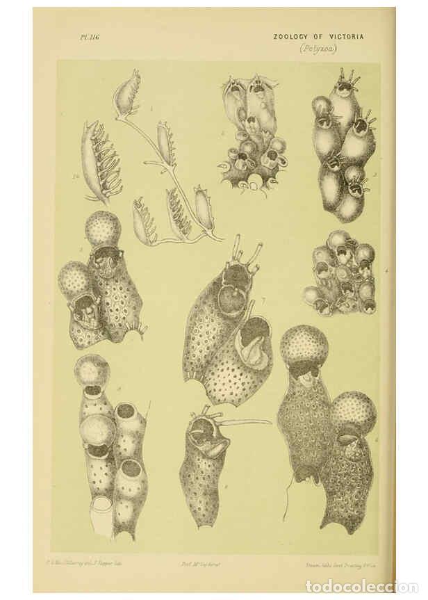 Collectionnisme de Revues et Journaux: Reproducci&oacute;n/Reproduction 6008515006: Natural history of Victoria. Dec.11-15 Melbourne,J.Ferres, gov