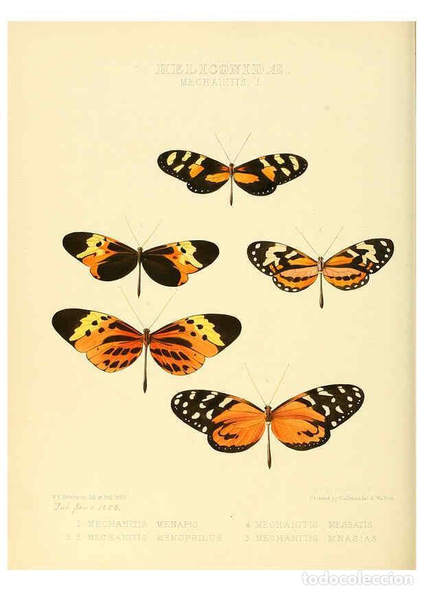 Collectionnisme de Revues et Journaux: Reproducci&oacute;n/Reproduction 6005599889: Illustrations of new species of exotic butterflies v.1 London