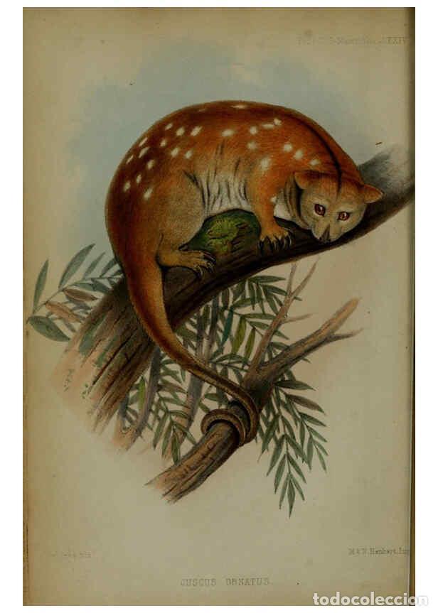 Collectionnisme de Revues et Journaux: Reproducci&oacute;n/Reproduction 6005655957: Proceedings of the Zoological Society of London. 1860. London