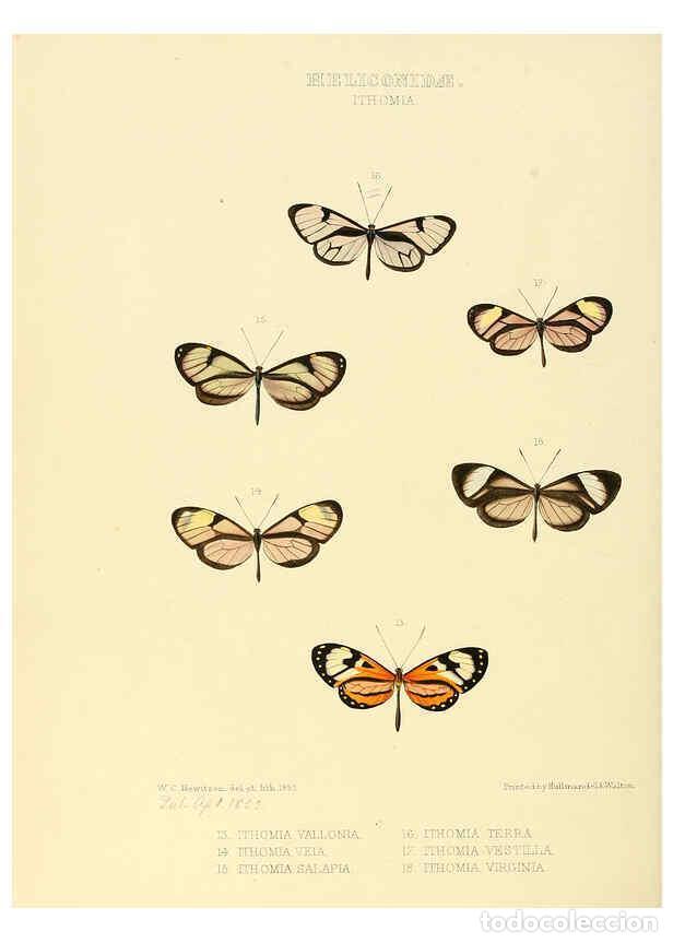 Collectionnisme de Revues et Journaux: Reproducci&oacute;n/Reproduction 6005601403: Illustrations of new species of exotic butterflies v.1 London