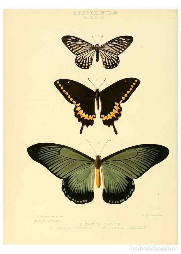 Collectionnisme de Revues et Journaux: Reproducci&oacute;n/Reproduction 6006130440: Illustrations of new species of exotic butterflies v.1 London