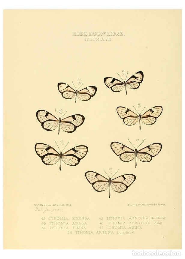 Collectionnisme de Revues et Journaux: Reproducci&oacute;n/Reproduction 6005603025: Illustrations of new species of exotic butterflies v.1 London