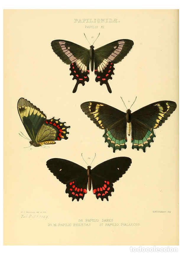 Collectionnisme de Revues et Journaux: Reproducci&oacute;n/Reproduction 6006132094: Illustrations of new species of exotic butterflies v.1 London