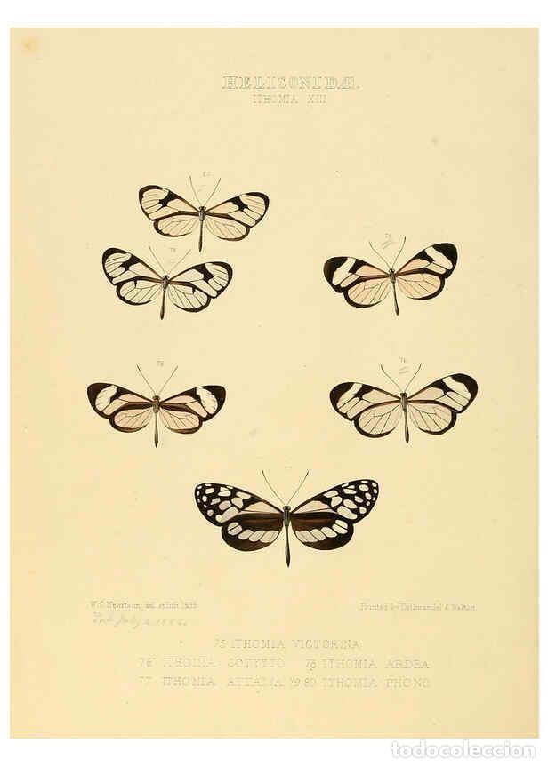 Collectionnisme de Revues et Journaux: Reproducci&oacute;n/Reproduction 6005604831: Illustrations of new species of exotic butterflies v.1 London