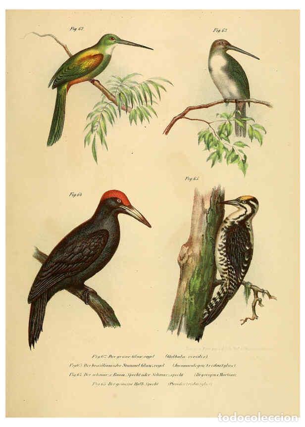 Collection Magazines and Newspapers: Reproducci&oacute;n/Reproduction 6005176143: Bilder-atlas zur Wissenschaftlich-popul&auml;ren Naturgeschichte de