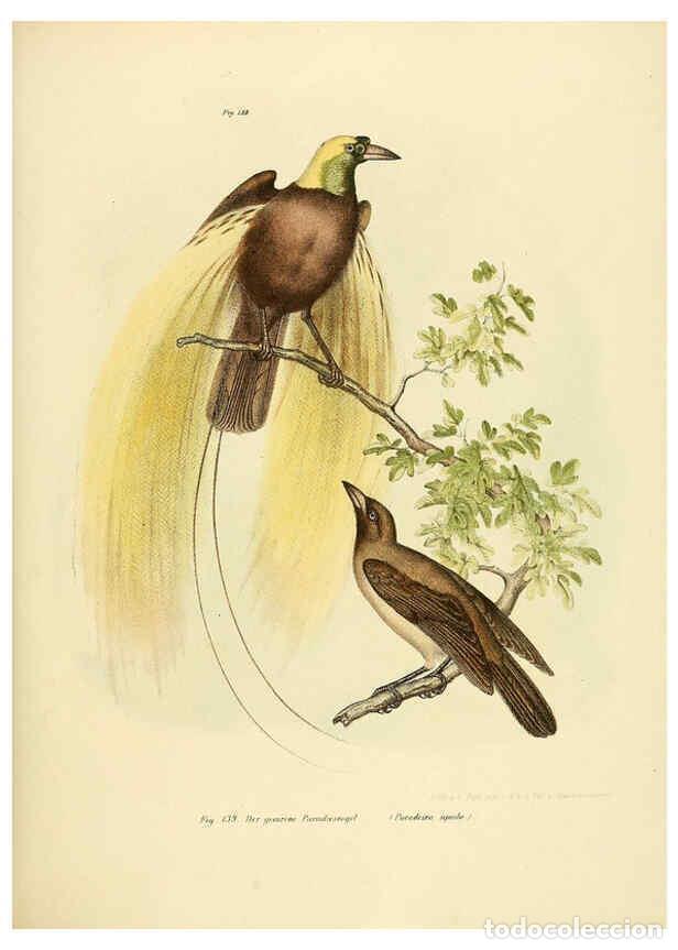 Collection Magazines and Newspapers: Reproducci&oacute;n/Reproduction 6005759156: Bilder-atlas zur Wissenschaftlich-popul&auml;ren Naturgeschichte de