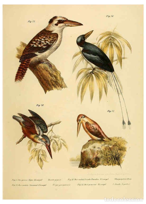 Collection Magazines and Newspapers: Reproducci&oacute;n/Reproduction 6005722106: Bilder-atlas zur Wissenschaftlich-popul&auml;ren Naturgeschichte de