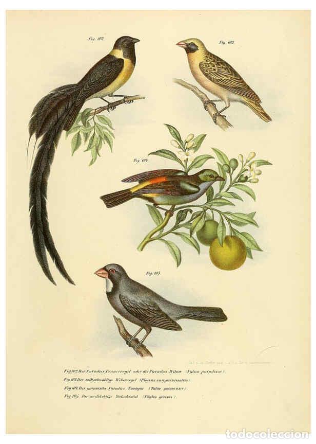 Collection Magazines and Newspapers: Reproducci&oacute;n/Reproduction 6005724274: Bilder-atlas zur Wissenschaftlich-popul&auml;ren Naturgeschichte de