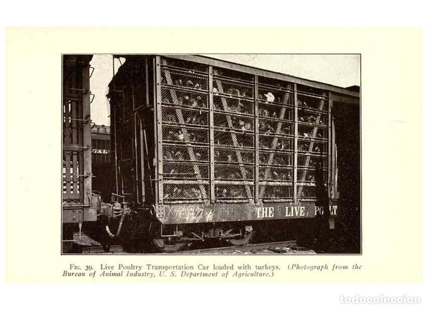 Collection Magazines and Newspapers: Reproducci&oacute;n/Reproduction 6005518942: Turkey raising New York,Orange Judd publishing company; [etc.,