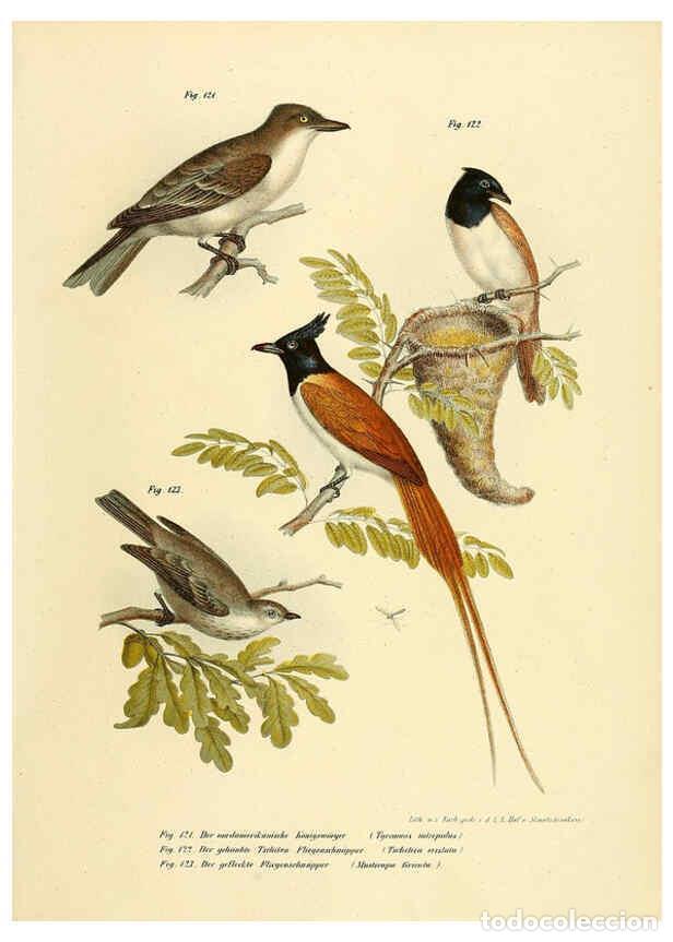 Collection Magazines and Newspapers: Reproducci&oacute;n/Reproduction 6005180471: Bilder-atlas zur Wissenschaftlich-popul&auml;ren Naturgeschichte de