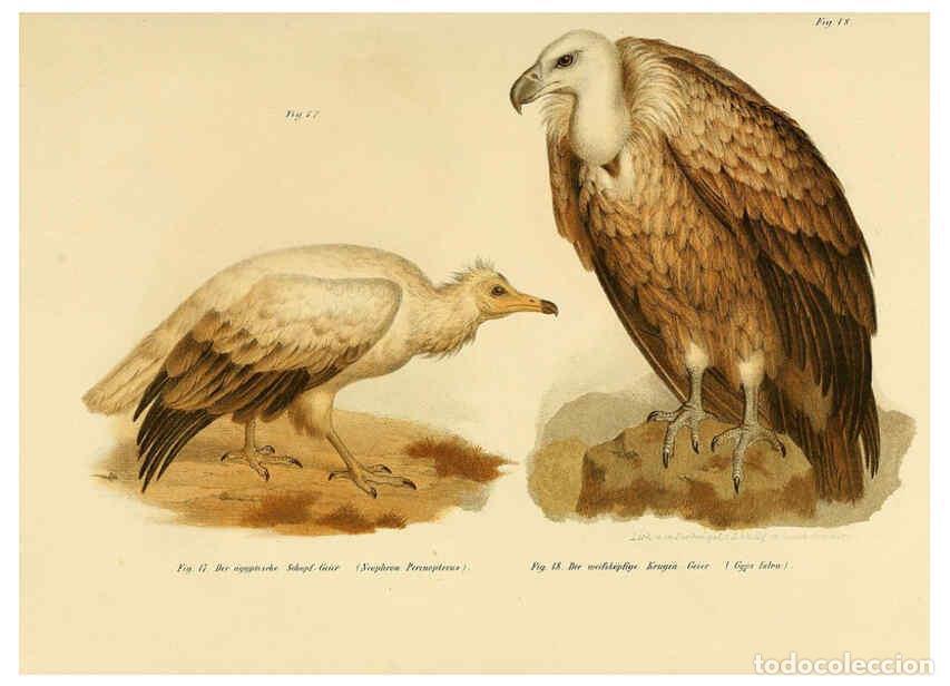 Collection Magazines and Newspapers: Reproducci&oacute;n/Reproduction 6005169775: Bilder-atlas zur Wissenschaftlich-popul&auml;ren Naturgeschichte de