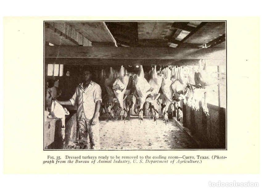 Collection Magazines and Newspapers: Reproducci&oacute;n/Reproduction 6005517646: Turkey raising New York,Orange Judd publishing company; [etc.,