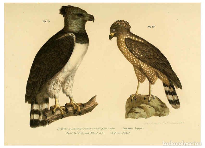 Collection Magazines and Newspapers: Reproducci&oacute;n/Reproduction 6005171437: Bilder-atlas zur Wissenschaftlich-popul&auml;ren Naturgeschichte de