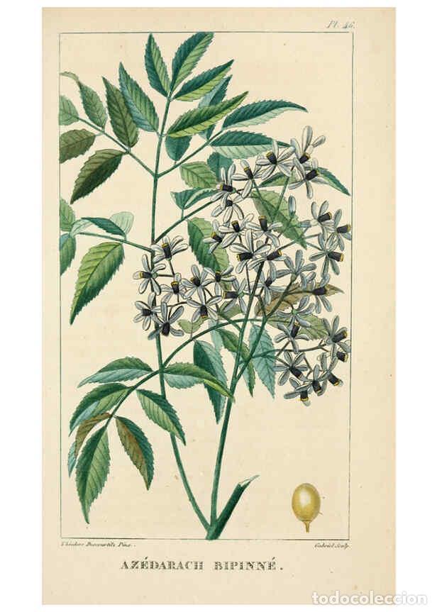 Collection Magazines and Newspapers: Reproducci&oacute;n/Reproduction 6005398564: Flore pittoresque et m&eacute;dicale des Antilles v.1 Paris Pichard,1