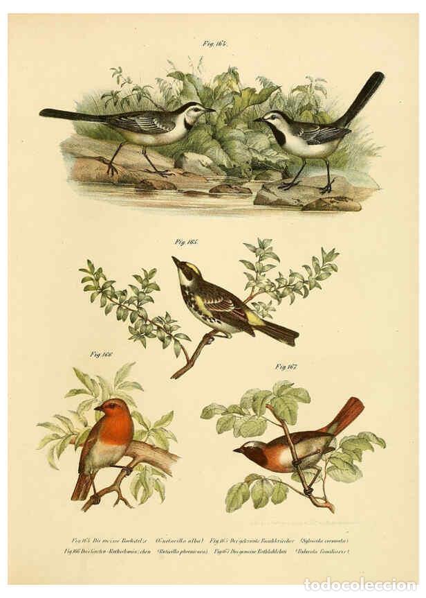 Collection Magazines and Newspapers: Reproducci&oacute;n/Reproduction 6005216577: Bilder-atlas zur Wissenschaftlich-popul&auml;ren Naturgeschichte de
