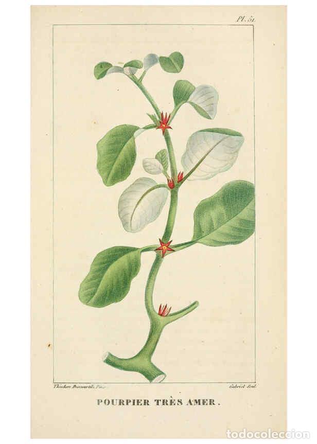 Collection Magazines and Newspapers: Reproducci&oacute;n/Reproduction 6004854623: Flore pittoresque et m&eacute;dicale des Antilles v.1 Paris Pichard,1