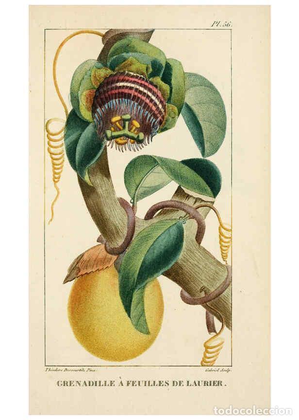 Collection Magazines and Newspapers: Reproducci&oacute;n/Reproduction 6004856175: Flore pittoresque et m&eacute;dicale des Antilles v.1 Paris Pichard,1