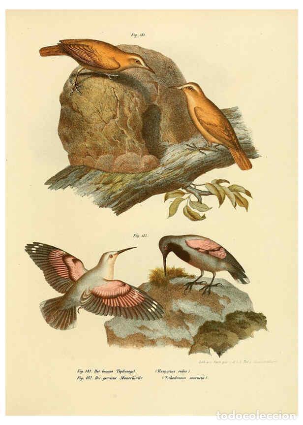 Collection Magazines and Newspapers: Reproducci&oacute;n/Reproduction 6005762966: Bilder-atlas zur Wissenschaftlich-popul&auml;ren Naturgeschichte de