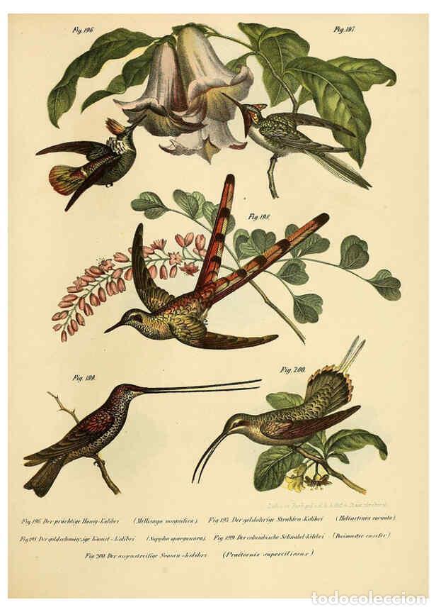 Collection Magazines and Newspapers: Reproducci&oacute;n/Reproduction 6005219415: Bilder-atlas zur Wissenschaftlich-popul&auml;ren Naturgeschichte de