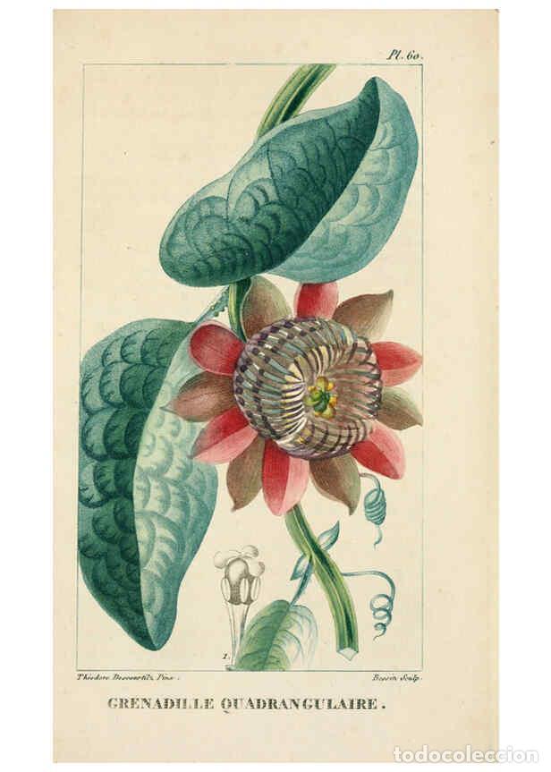 Collection Magazines and Newspapers: Reproducci&oacute;n/Reproduction 6004857073: Flore pittoresque et m&eacute;dicale des Antilles v.1 Paris Pichard,1