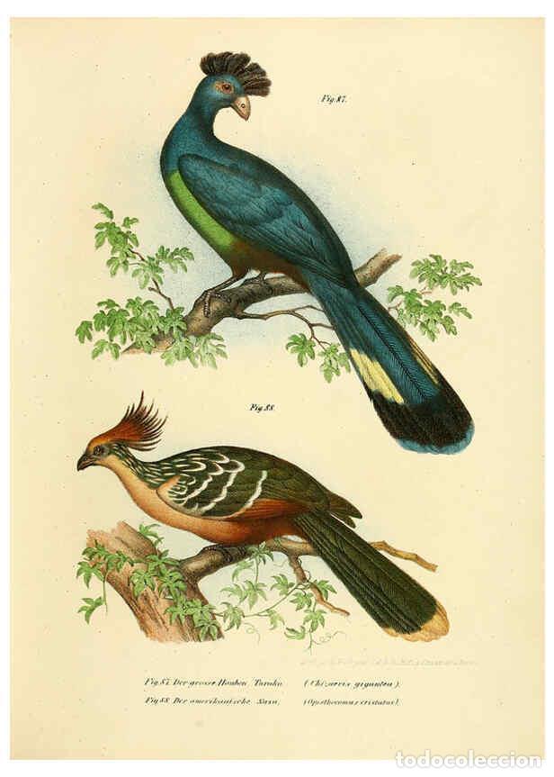 Collection Magazines and Newspapers: Reproducci&oacute;n/Reproduction 6005177991: Bilder-atlas zur Wissenschaftlich-popul&auml;ren Naturgeschichte de