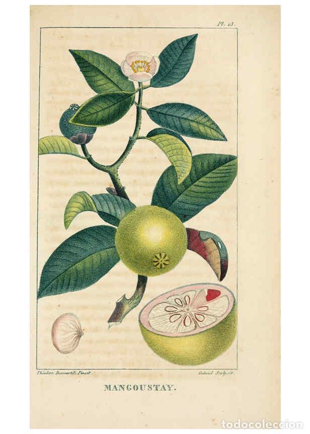 Collection Magazines and Newspapers: Reproducci&oacute;n/Reproduction 6004848579: Flore pittoresque et m&eacute;dicale des Antilles v.1 Paris Pichard,1